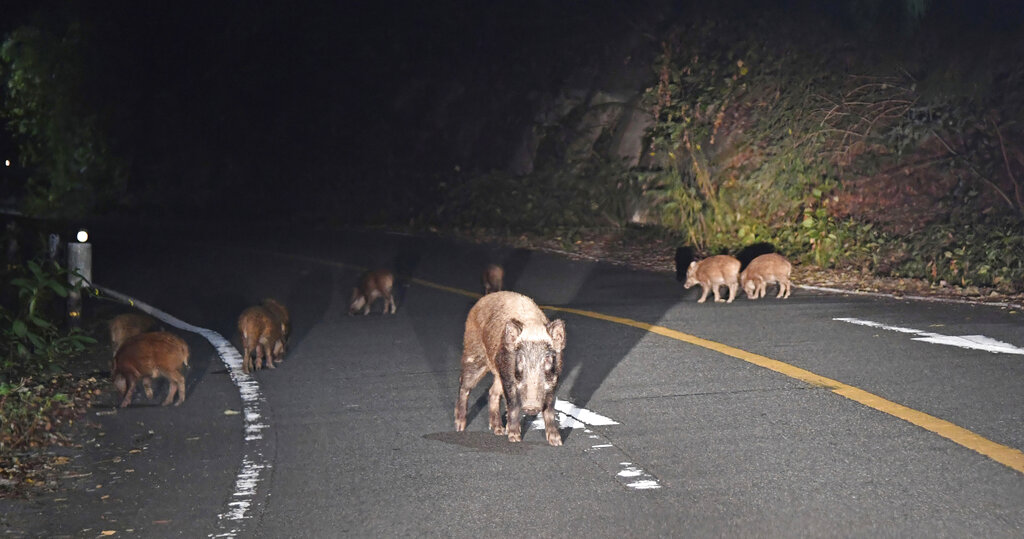 日本偏鄉野生動物氾濫　獵師「開餐廳、賣毛皮」盼增新生力軍