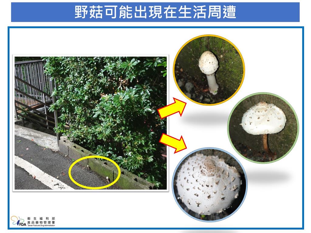 快新聞／注意！「這毒菇」廣泛分布台灣易誤食　食藥署提醒：應遵守「4字原則」