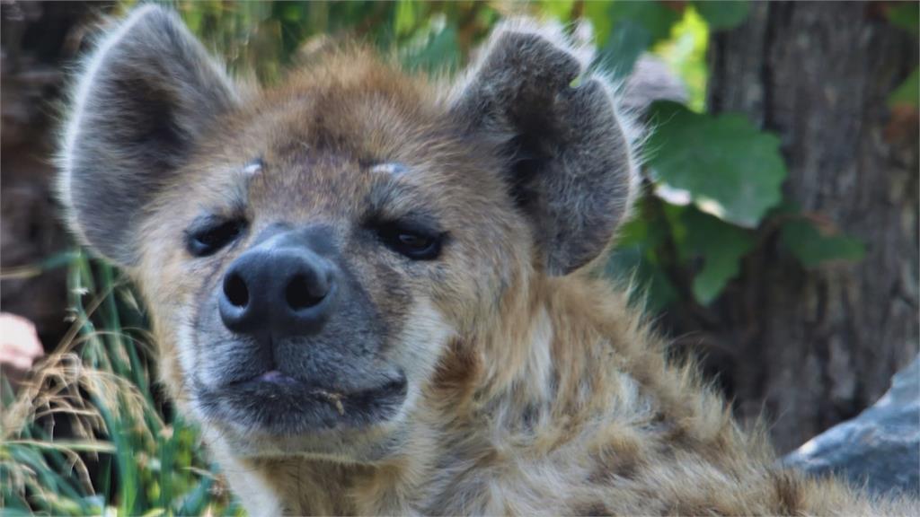 動物染武肺！美國丹佛動物園兩鬣狗確診