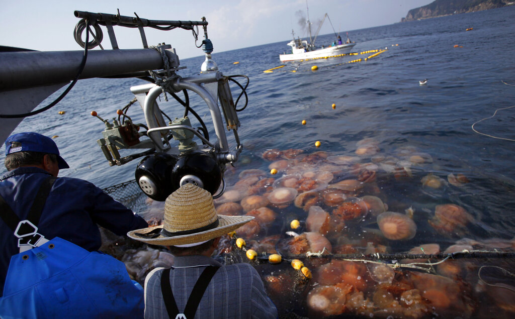 日本沿岸「出現大量越前水母」 屢弄破魚網影響漁業