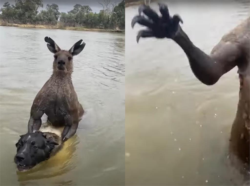 快新聞／什麼劇情？　澳洲袋鼠企圖溺死黑狗「英勇男搏鬥救命」