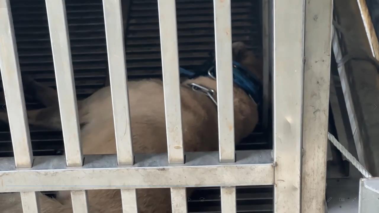 快新聞／基隆郵差送信慘遭惡犬咬斷手指　飼主下場出爐