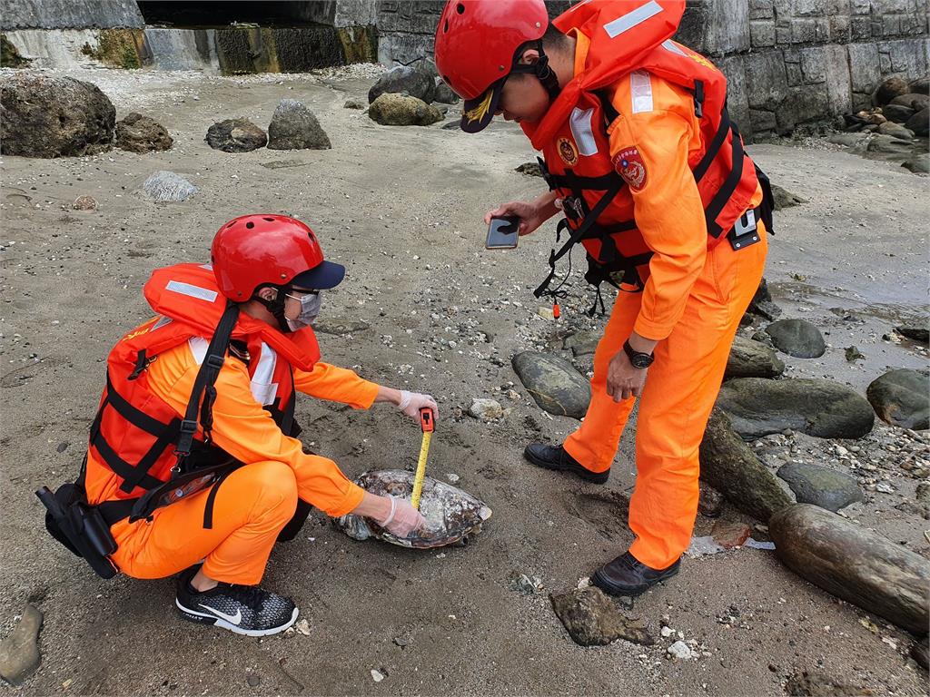 快新聞／東海岸驚見死亡綠蠵龜 海巡獲報後就地掩埋