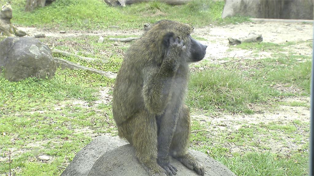 哪裡來的狒狒逛大街？　桃園平鎮、新屋現蹤亂竄