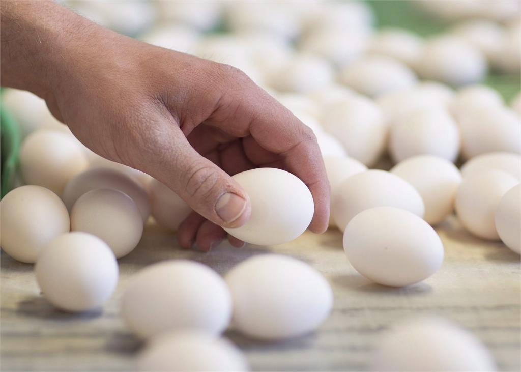 嚴重禽流感與飼料上漲　日本雞蛋每公斤74元台幣創新高