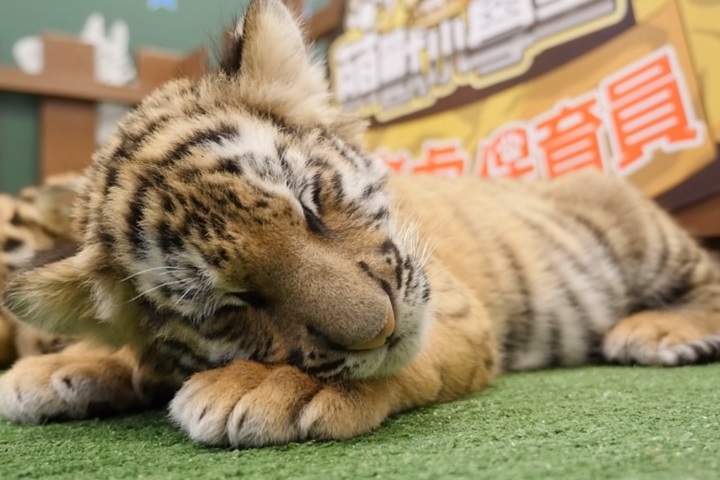 六福村小虎隊誕生！ 虎寶寶三胞胎彌月 亮相賣萌