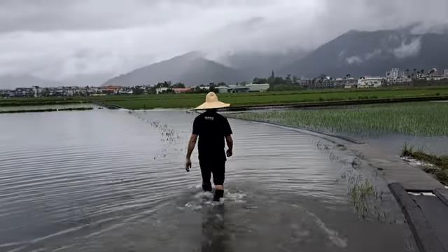 40天遇2颱風！農夫曝受損農田慘況　望整片「泡水秧苗」嘆：很無助