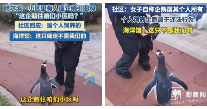 家裡也能養？哈爾濱女子「遛企鵝」登熱搜　專家示警：恐害動物命危