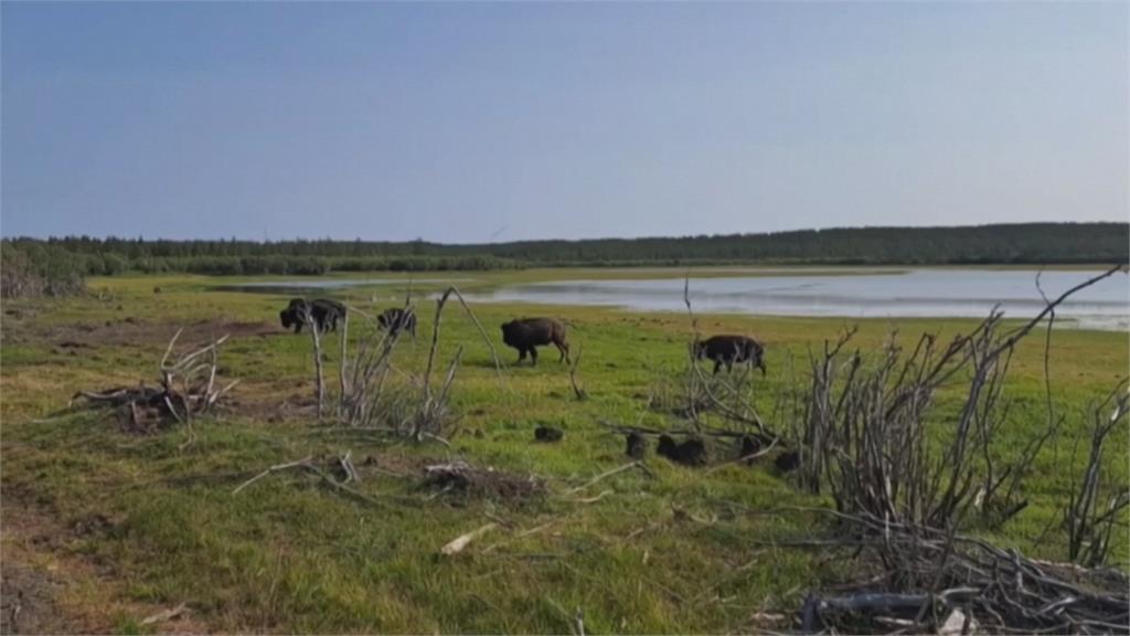 有望減緩氣候變遷　俄國雅庫特地區引進野牛