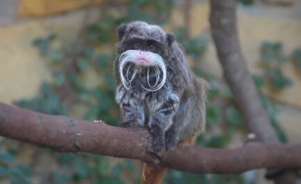 達拉斯動物園失蹤案頻傳　兩隻猴子終於回家