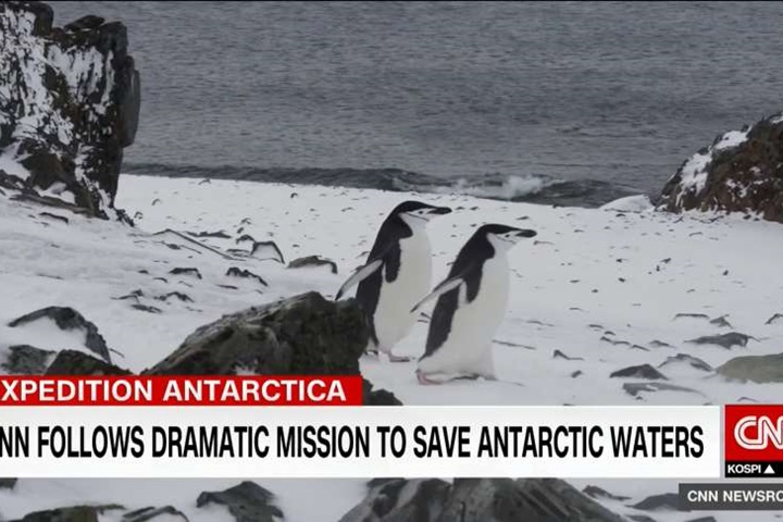 企鵝都要哭了！多國南極捕撈磷蝦 食物減少陷危機