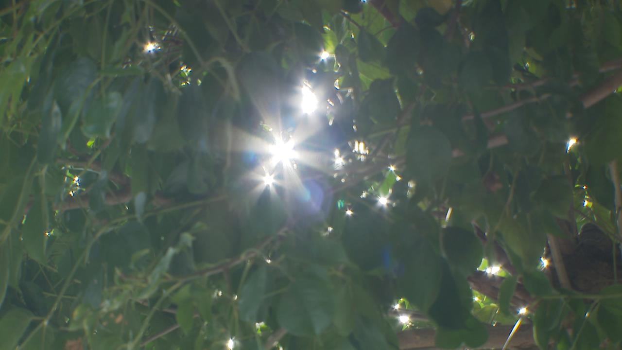 秋季均溫創新高！反聖嬰續發展　氣象署：冬季偏暖、雨少