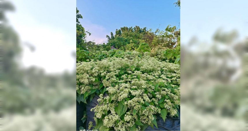 滿山遍野開滿小白花超美！她驚嘆「不可思議」　網急示警：快除掉