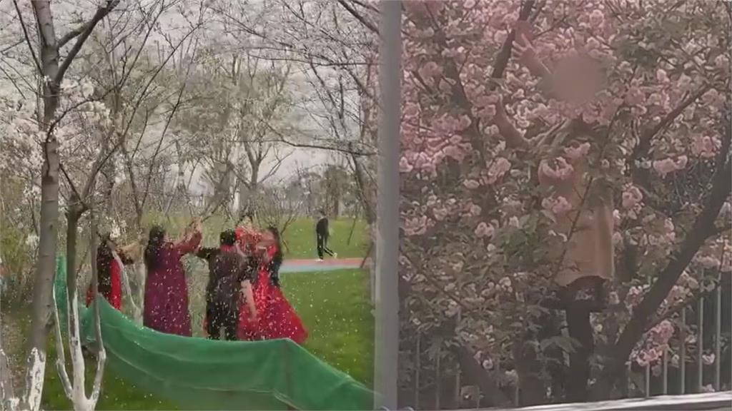大媽為拍片「攀爬、狂搖」櫻花樹　網諷：春暖花開就來丟人現眼