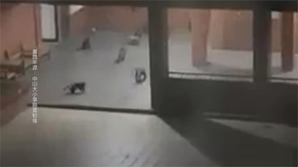 揪團看世足？　半夜50隻獼猴群聚男宿外