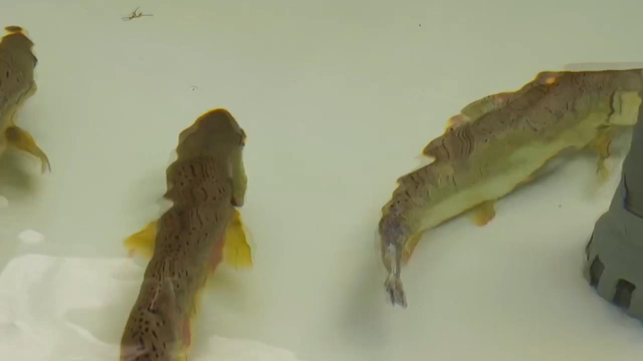 武陵農場秘密基地！　直擊櫻花鉤吻鮭復育