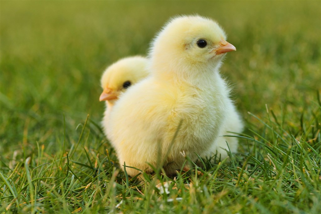 熟雞蛋還能孵出小雞？中國奇葩「論文」揭亂象