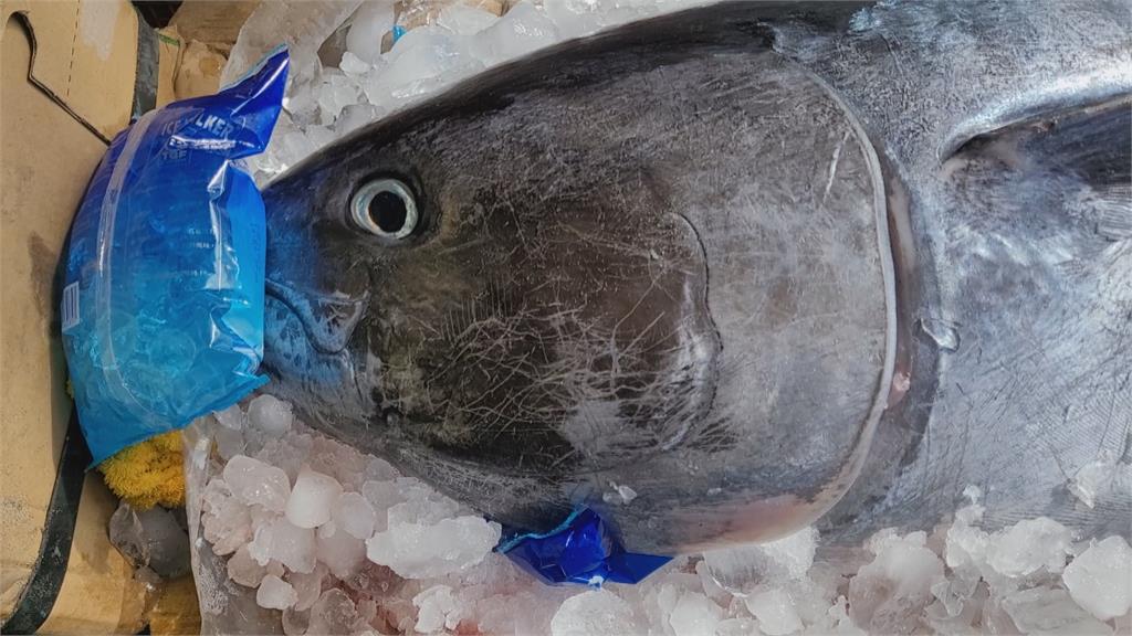 過年前「金」喜！　110斤黃鰭鮪魚「自投羅網」