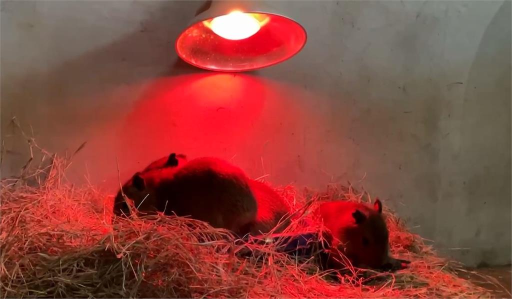 好冷哦！保暖燈下小動物窩一起取暖　遊樂園業者逆勢操作推優惠