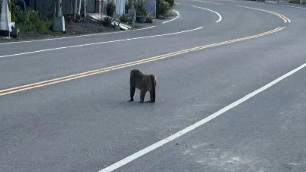 屏東高樹也見獼猴逛大街 果農放炮、吹哨驅猴