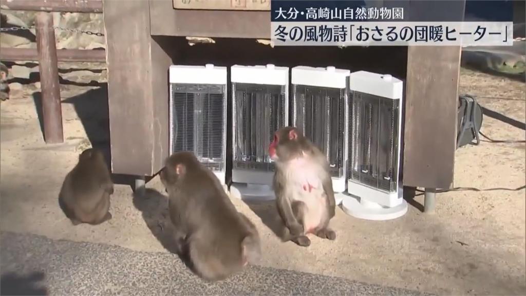 冷吱吱！日本大分市高崎山自然動物園搬出電暖器　猴子集體取暖畫面曝光