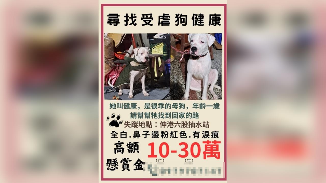 彰化虐犬案「健康」離奇失蹤　飼主稱送人！集資重賞30萬尋狗