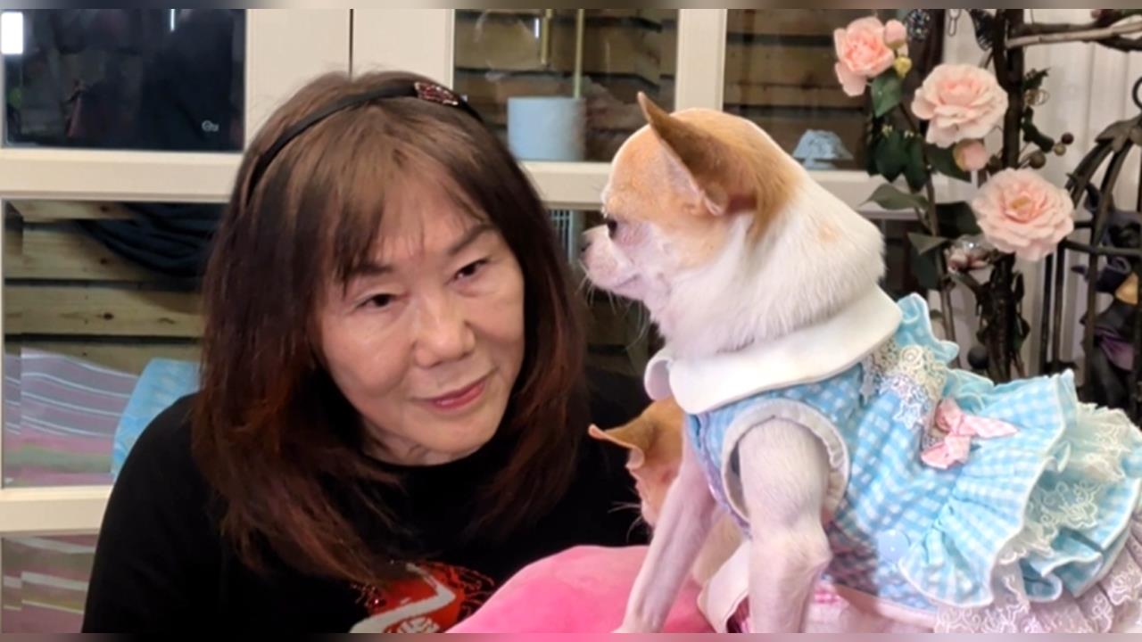 資優吉娃娃! 會解開根號題目 飼主曝5個月時發現潛能