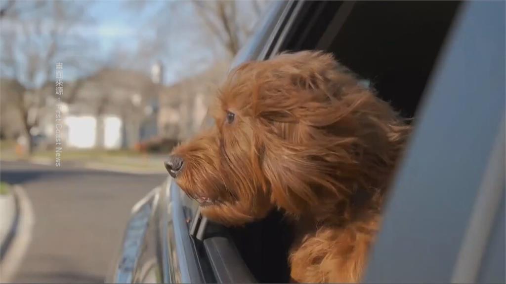 汪星人家屬注意！ 佛州擬禁愛犬把頭伸出車窗