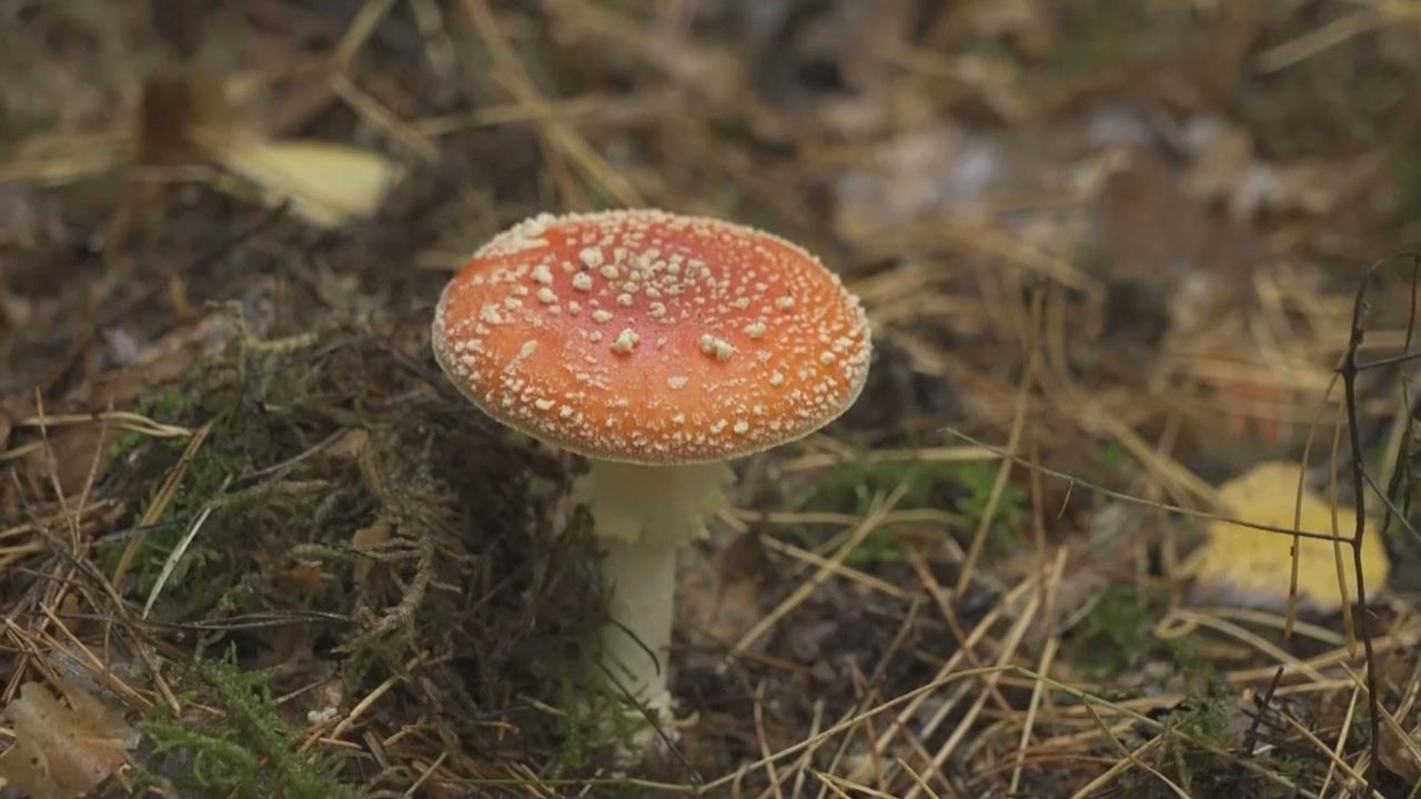 德國掀「採菇潮」 跟隨菌類專家辨識菇類