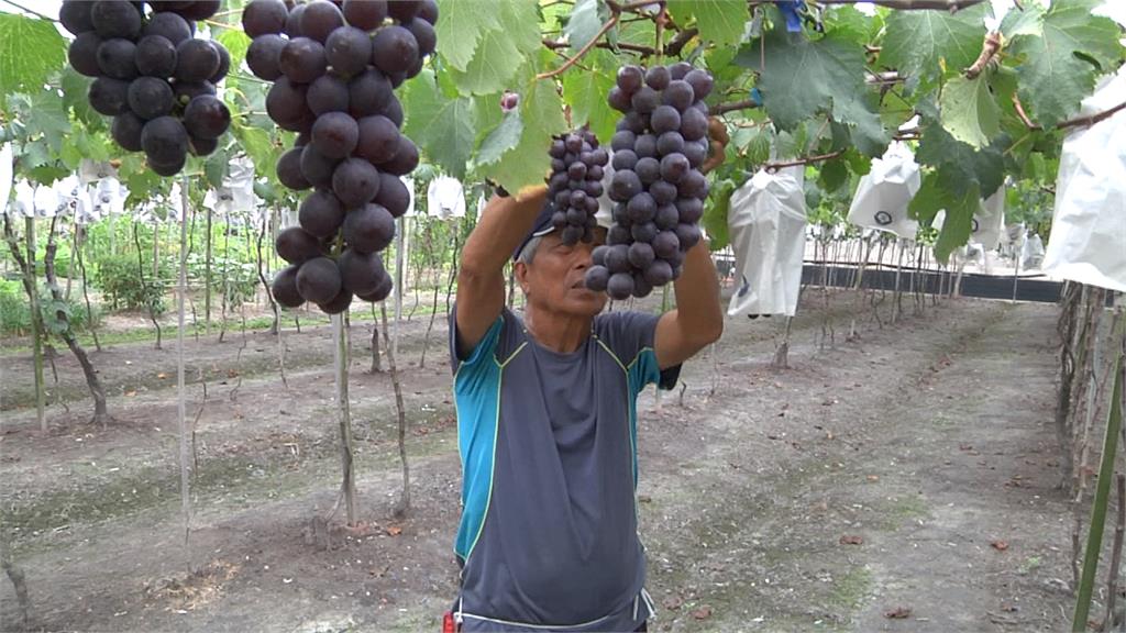 <em>颱風</em>生成孔掠過東部海面　葡萄進入採收期　農民憂心