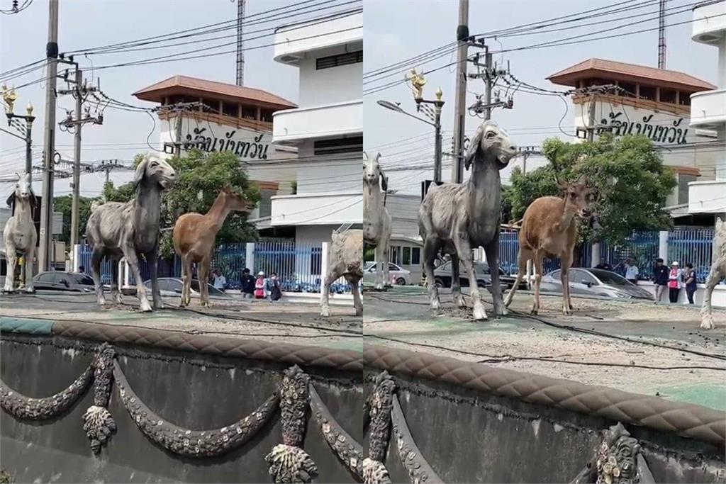 泰國「越獄」小鹿遭追捕放大絕　忍術．「雕像分身」超強偽裝下場曝！