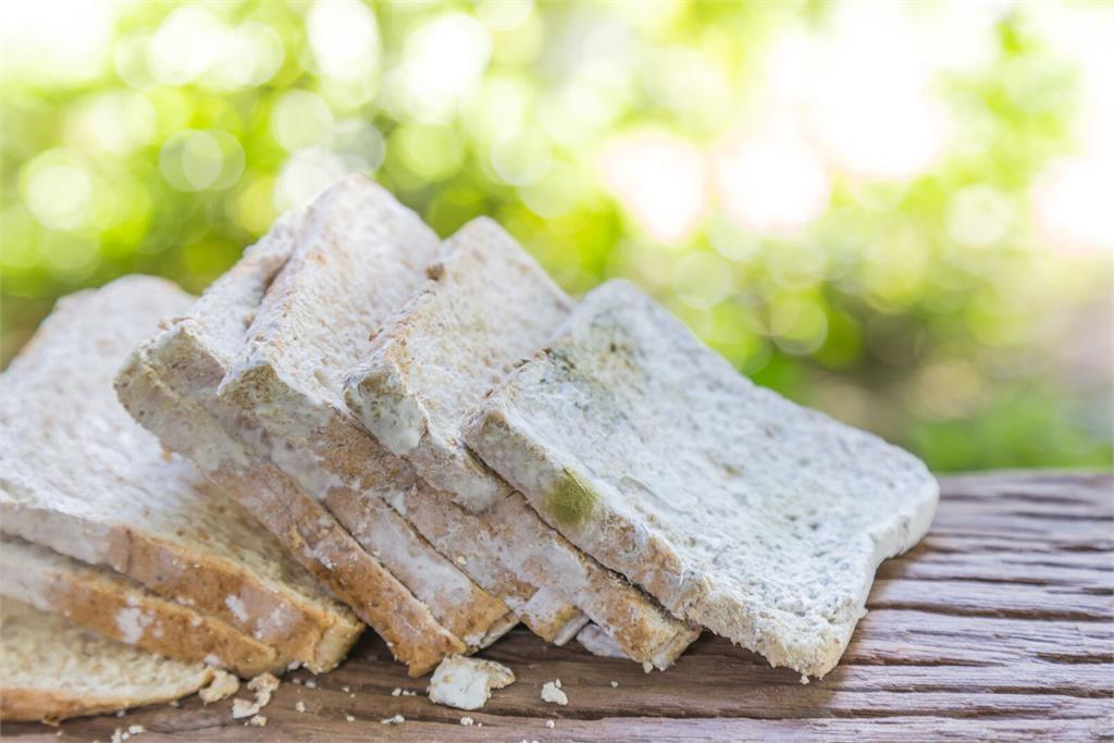 告別發霉黑點點 4個絕招讓妳在雨季也能吃到香酥麵包
