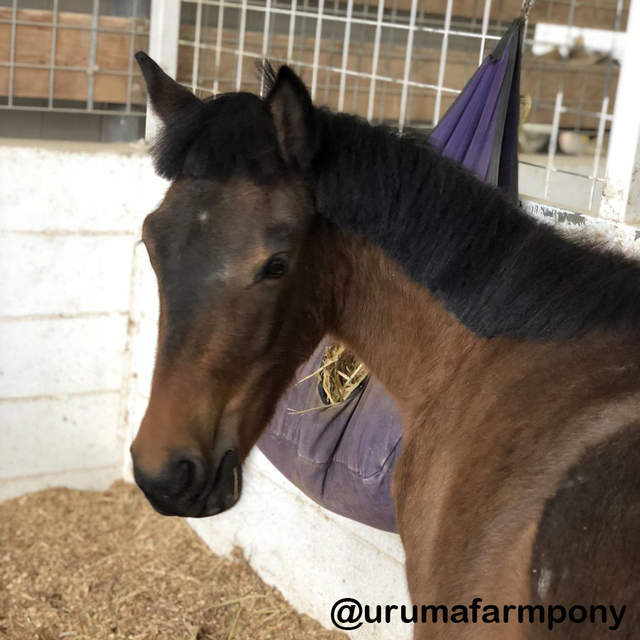 《瀏海剪過頭的小馬》引領馬界一起加入眉上齊瀏海的流行（誤）