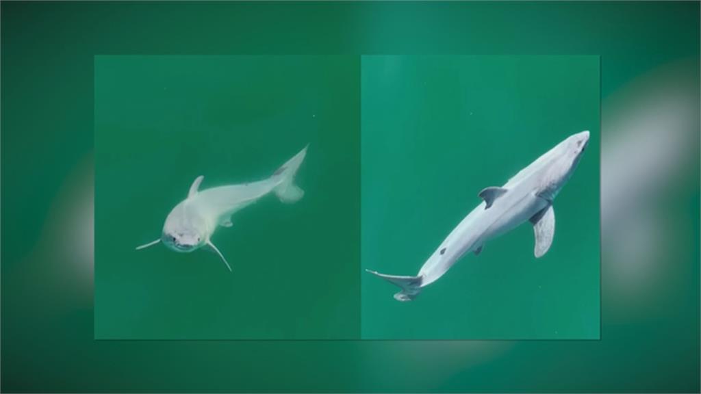 加州動物攝影師創紀錄！　意外捕捉大白鯊寶寶徜徉大海