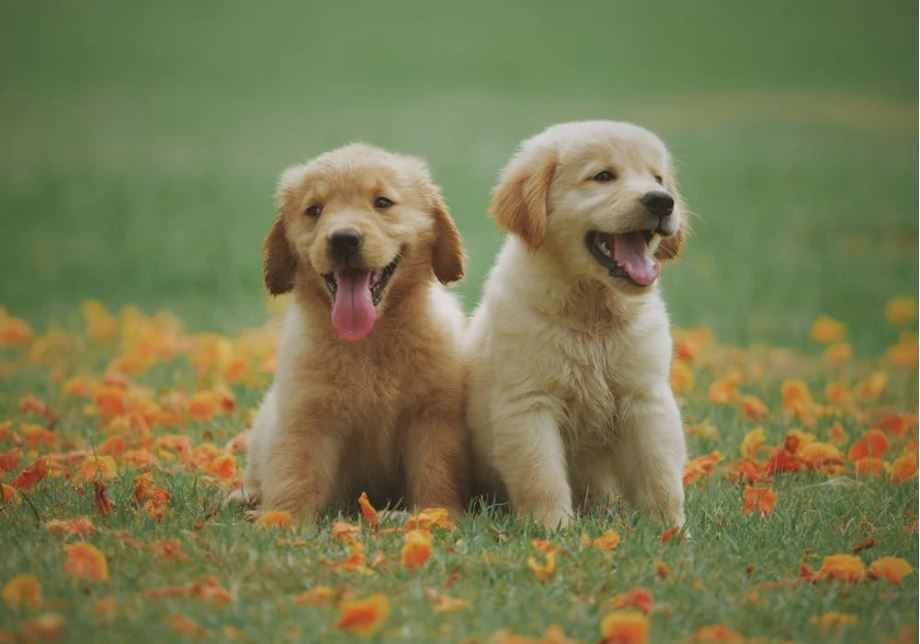 毛孩未補打狂犬病疫苗　飼主拒繳罰鍰險遭強制執行