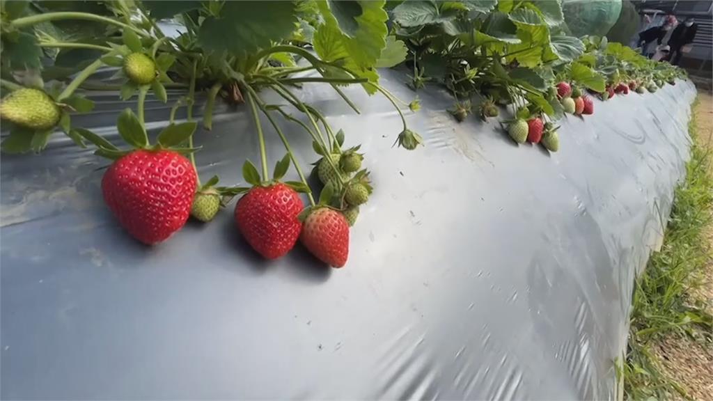 草莓品質易受天氣、運送影響　農試所研發新品種
