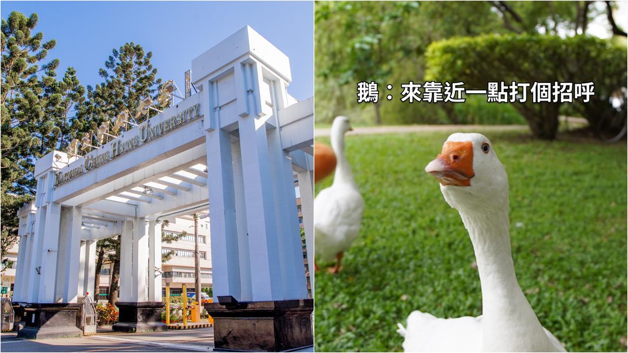中興大學新生訓練列「鵝勢力SOP」!網笑:南有中山猴、中有中興鵝