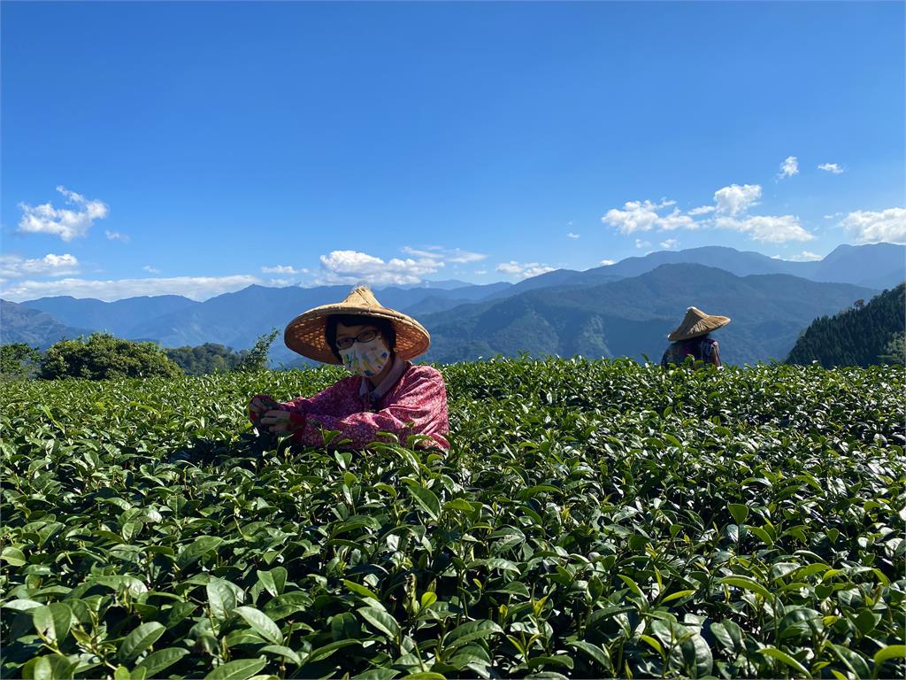 阿里山茶海來襲，從茶體驗走入嘉義高山茶都