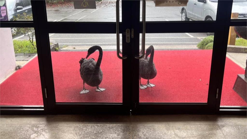 飼養員沒上班　武陵農場黑天鵝敲門「討早餐」