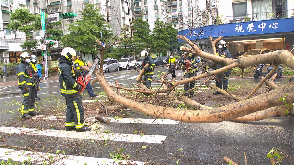 三峽15公尺高路樹倒塌壓7機車　全因「褐根病」惹禍