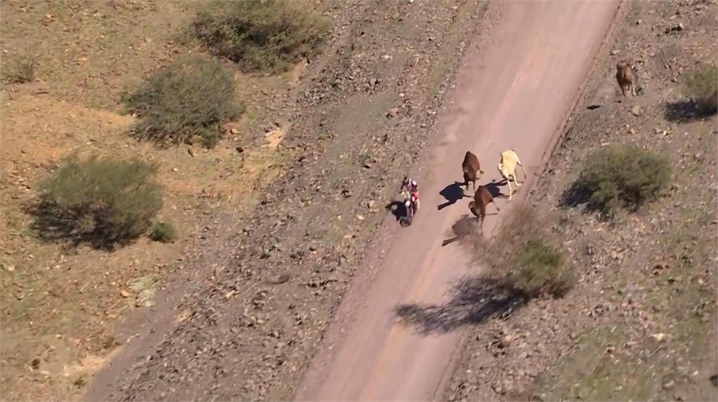 達卡拉力第 11站荒漠狂飆　駱駝闖入賽道狂奔摩托車手閃避