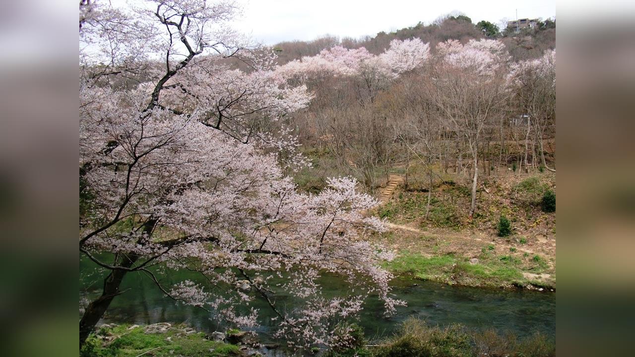 快新聞/賞櫻驚魂!日本89歲翁爆走咬傷女子 坐上警車後竟「離奇猝逝」