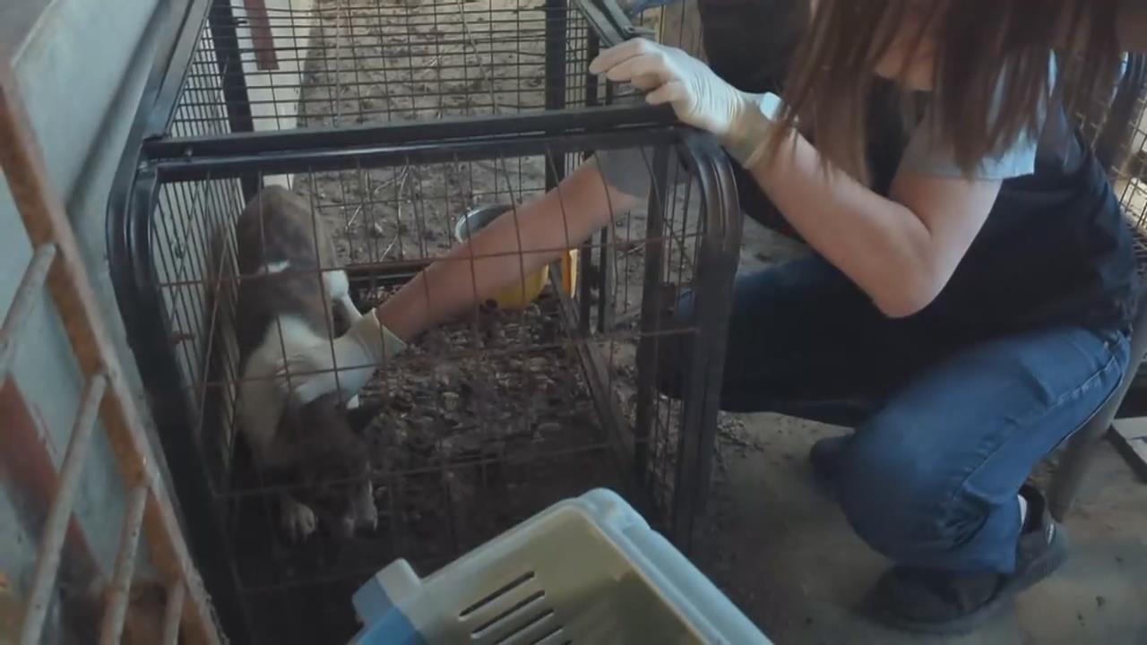 殘忍！嘉義犬隻遭割聲帶　黑心繁殖場遭移送偵辦