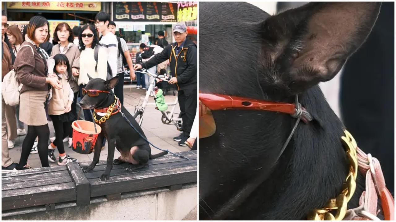 快新聞／動保處快看！淡水漁人碼頭「黑狗疑遭凌虐討賞」　網氣炸籲勿給錢