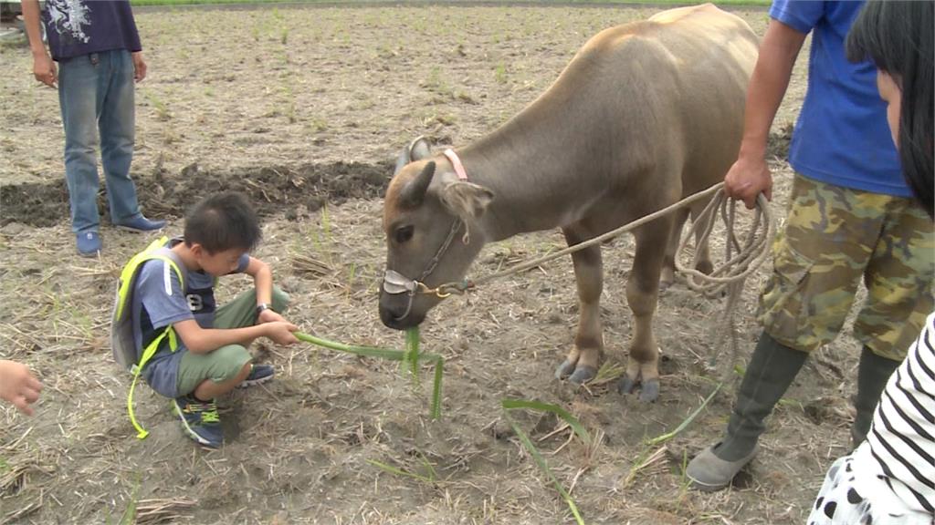 給牛聽國樂！「牛」耕體驗營伴隨國樂悠揚