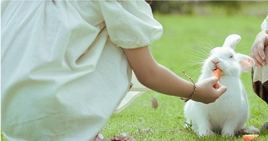 1歲男童餵寵物兔被咬斷手指 家長著急剖兔肚找斷指