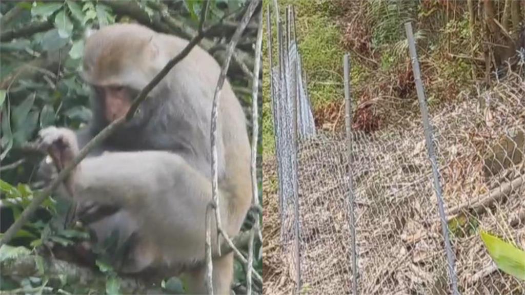 芒果園農二代觸「防猴電網」意外身亡？死因逆轉竟不是因為猴子