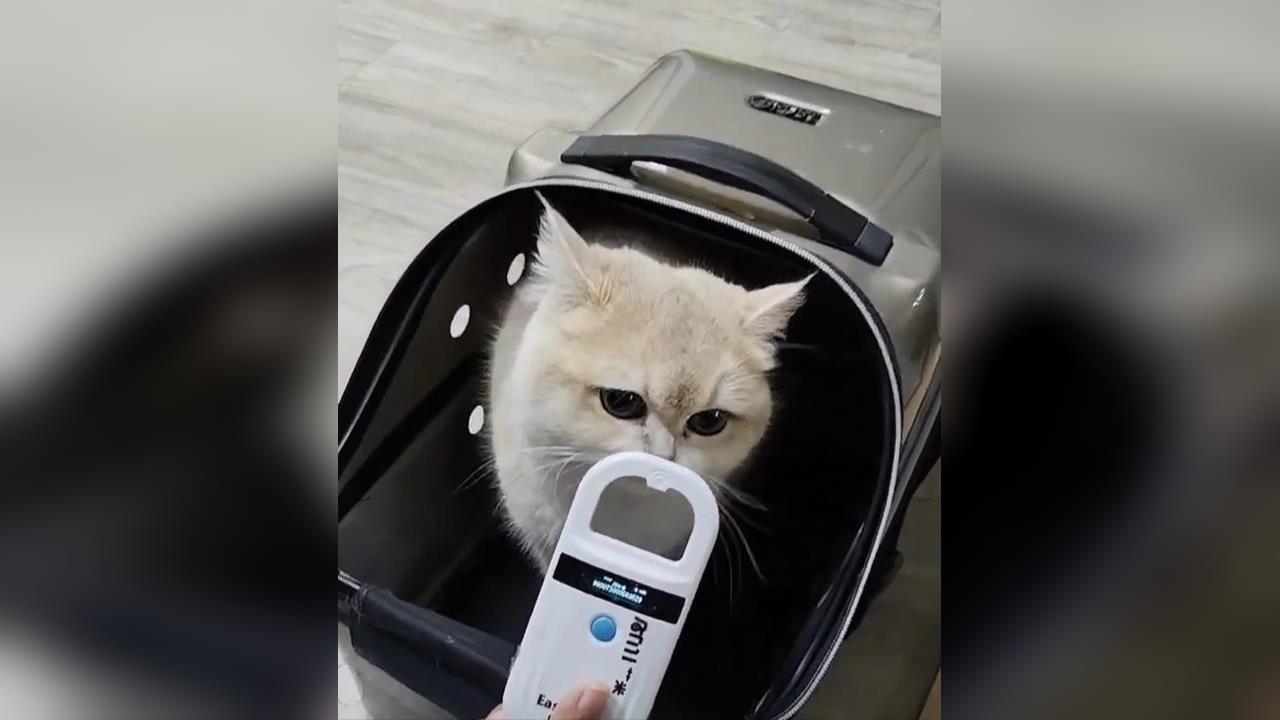 快新聞／桃園男花14萬買貓虐待！猛捶、蓮蓬頭水狂沖　動保處：貓已帶走