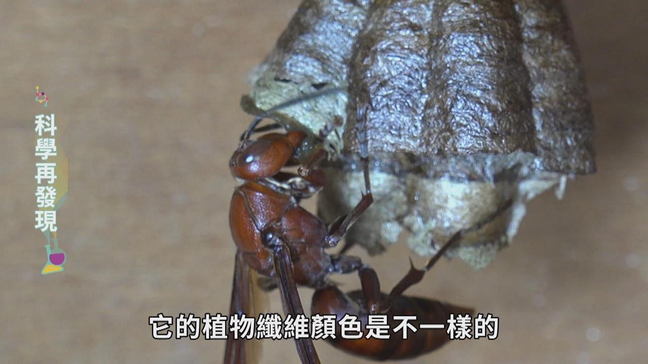 用幾何熱力學築巢 解開野蜂巢室六角奧秘