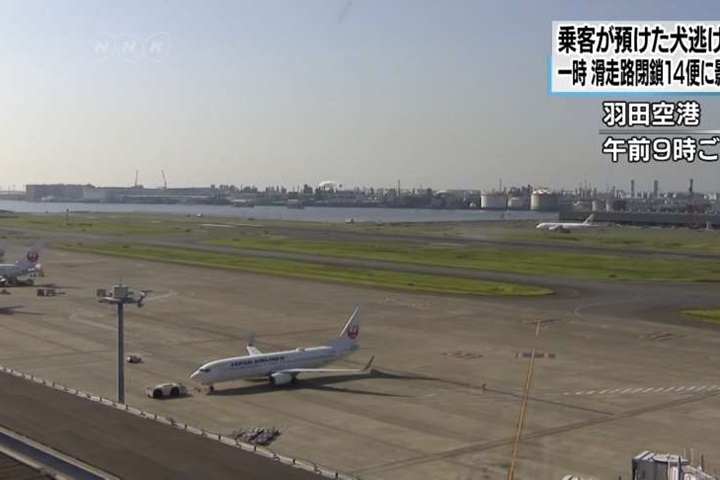 狗狗上跑道蹓躂40分 羽田機場14航班受影響